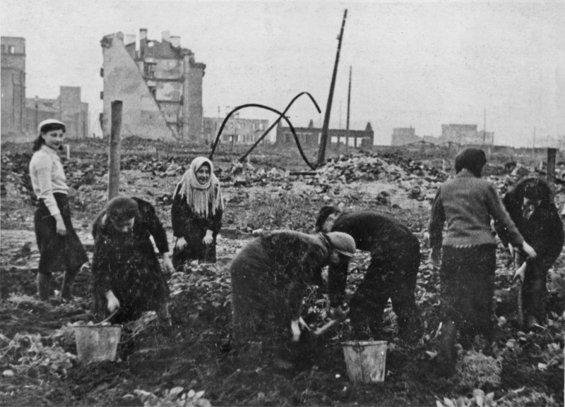 Уборка урожая, выращенного на пепелище разрушенных зданий. Сентябрь 1943 г. 