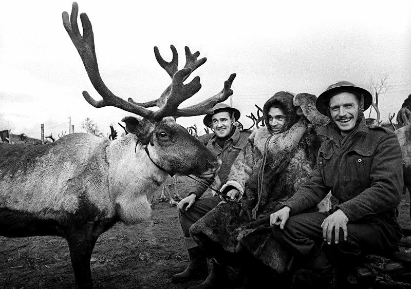 Британские солдаты с северным оленем. 1944 г.