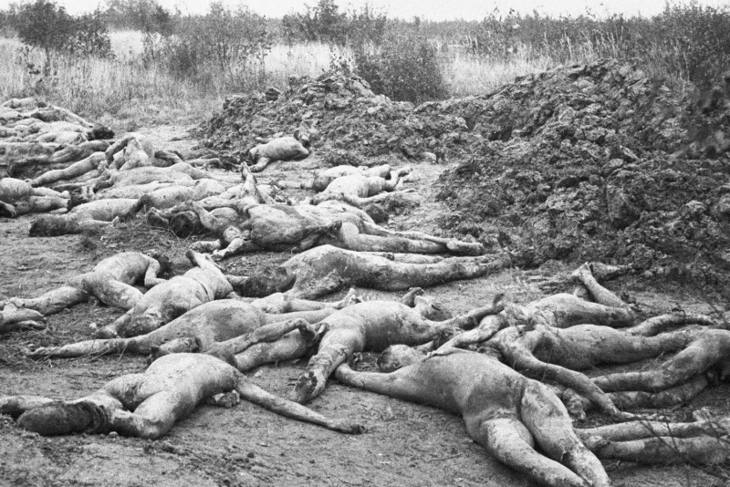 Эксгумированные тела советских граждан на окраине города. Октябрь 1943 г. 