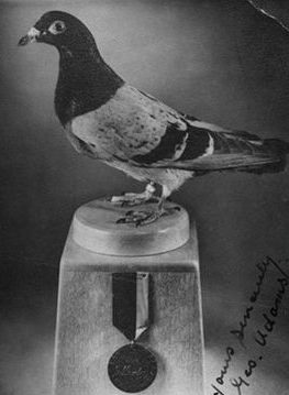 Безымянная птица №Т139 награжденная медалью Марии Дикин 12 июля 1945 года за спасения военного судна, терпящего бедствие в 60-ти км от берега во время шторма.