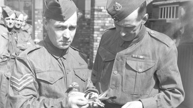 Члены национальной службы голубей со своими питомцами. 31 июля 1940 г.