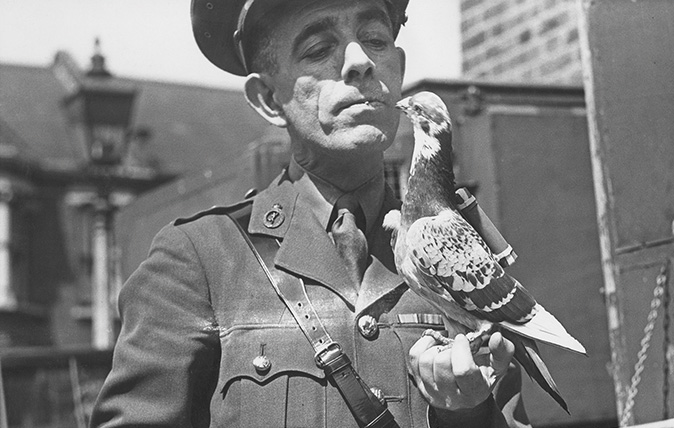 Капитан Кайгер из национальной службы голубей с почтовым голубем с контейнером. 
