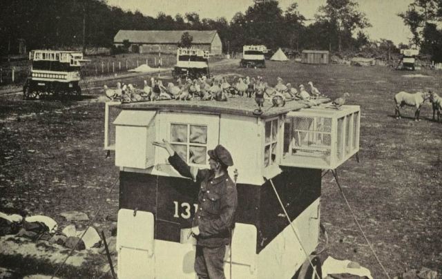 Британская база голубиной связи. 1915 г.