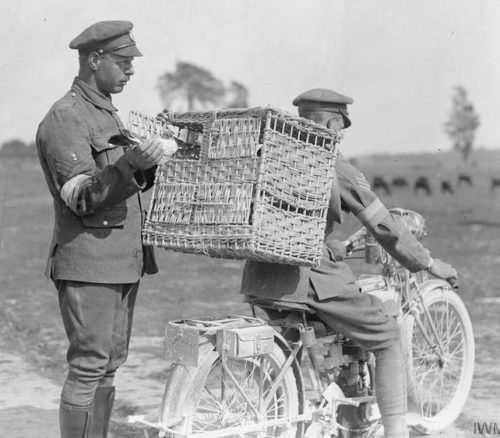 Британский мотоциклист с почтовыми голубями на фронте. 1916 г.