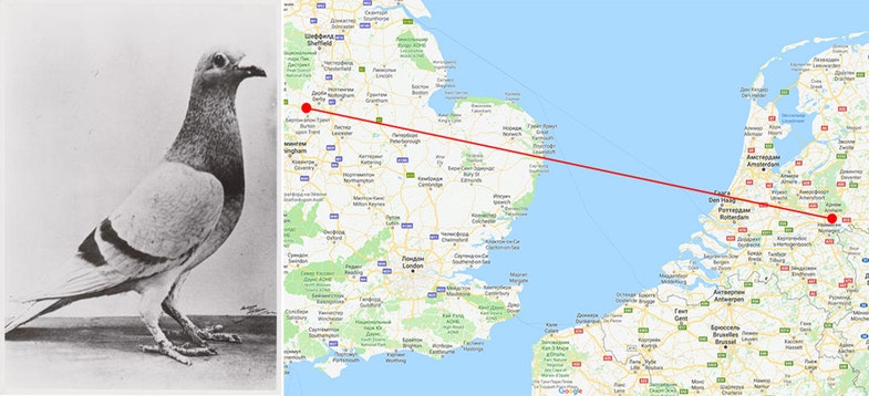 Голубь Вильям Оранский. На карте отмечен его путь из Нидерландов в Англию.