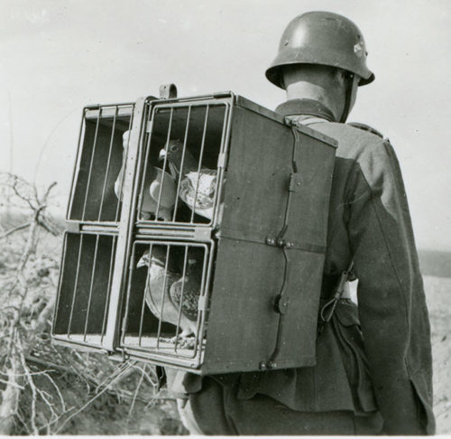 Доставка голубей в клетке в пункт отправки в пешем порядке.