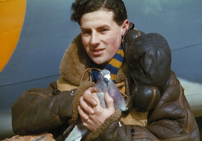Член экипажа бомбардировщика с голубем-курьером. 1942 г.