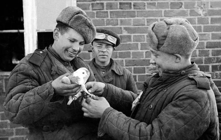 Советские военные голубеводы. 
