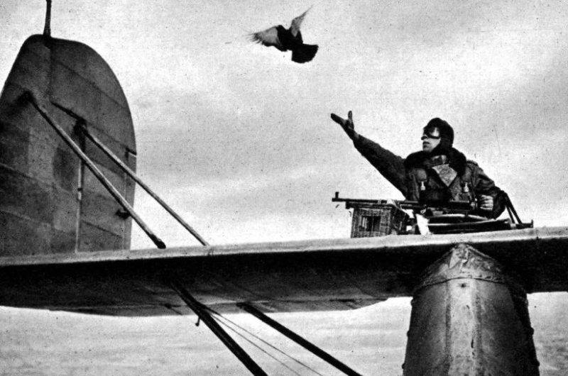 Отправка голубя с летающей лодки. Август 1941 г.
