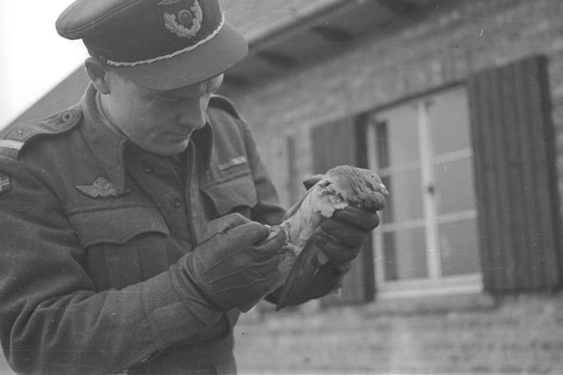 Норвежский летчик с почтовым голубем. 1944 г.