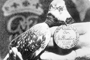 Голубь «Солдат Джо» с медалью Дикин. 18 октября 1943 года он спас жизни около тысячи мирных жителей итальянской деревни Кальви-Вечи и британским солдатам, которые отбили ее у немецких войск, предотвратив вылет бомбардировщиков.