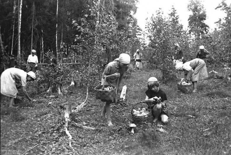Дети Енисейска собирают грибы для фронта. 1943 г. 