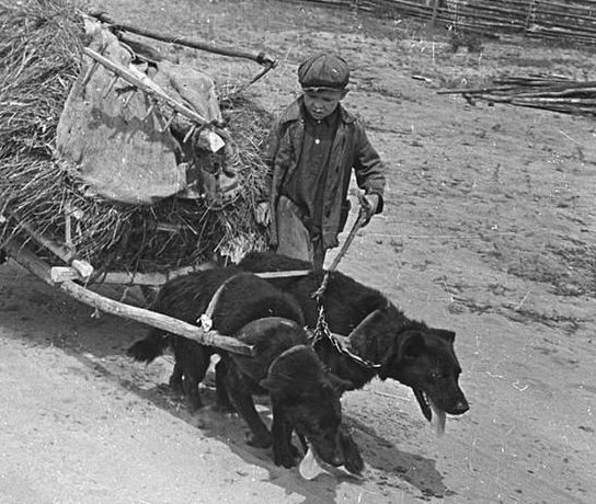 Тягловая сила в две собаки. Псковская область. 1944 г. 