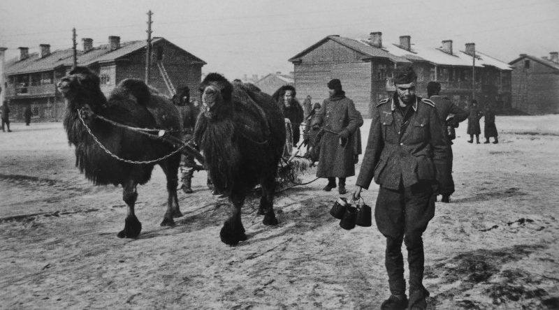 Немецкие военнопленные у верблюдов, запряженных в сани. 1943 г.