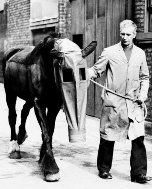 Британец с лошадью в противогазе, который был разработан специально для лошадей Лондонским обществом «Лига наших бессловесных друзей». 1940 г.