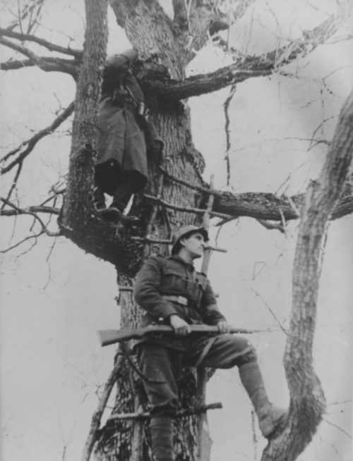 Румынские солдаты ведут наблюдение с дерева на Кубани. Апрель 1943 г.
