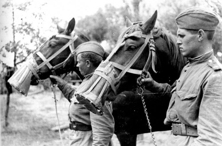 Советские кавалеристы с лошадьми, на морды, которых одеты носовые чехлы, защищающие ноздри от пыли и насекомых. 1944 г. 