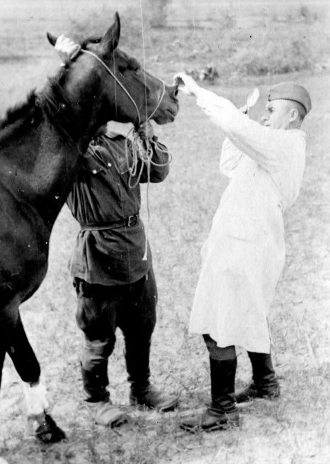 Ветеринарные врачи осматривает лошадей. Германия. 1945 г. 