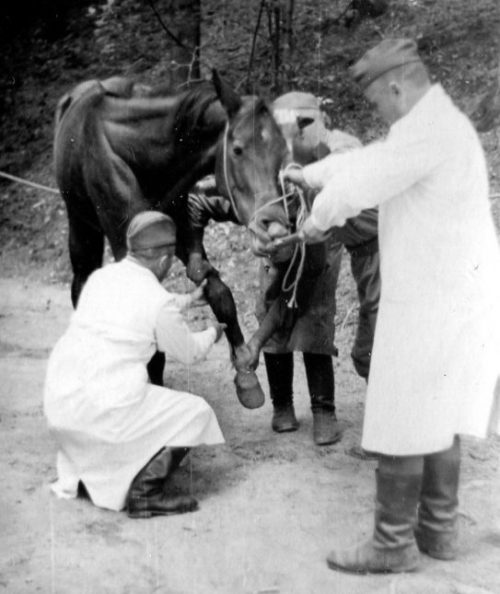 Ветеринарные врачи осматривает лошадей. Германия. 1945 г.