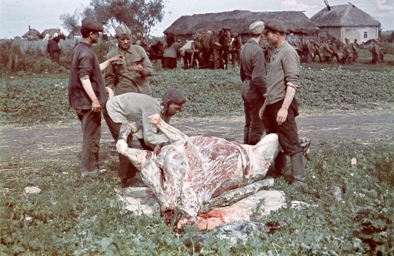 Советские пленные солдаты разделывают лошадь на мясо в деревне в Курской области. 1942 г. 