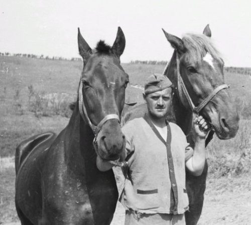 Солдат немецкой 167-й пехотной дивизии c обозными лошадьми в Белгородской области. 1943 г.