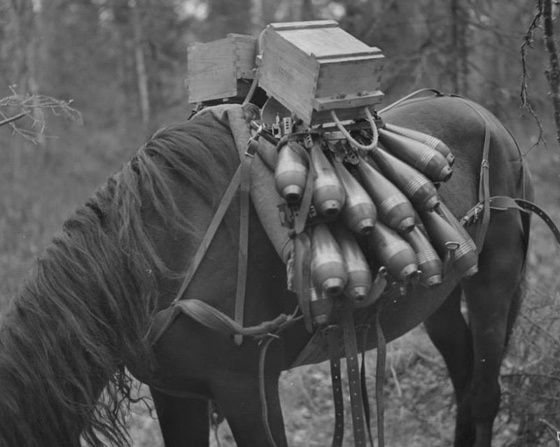Конный обоз в лесу. 1940 г.