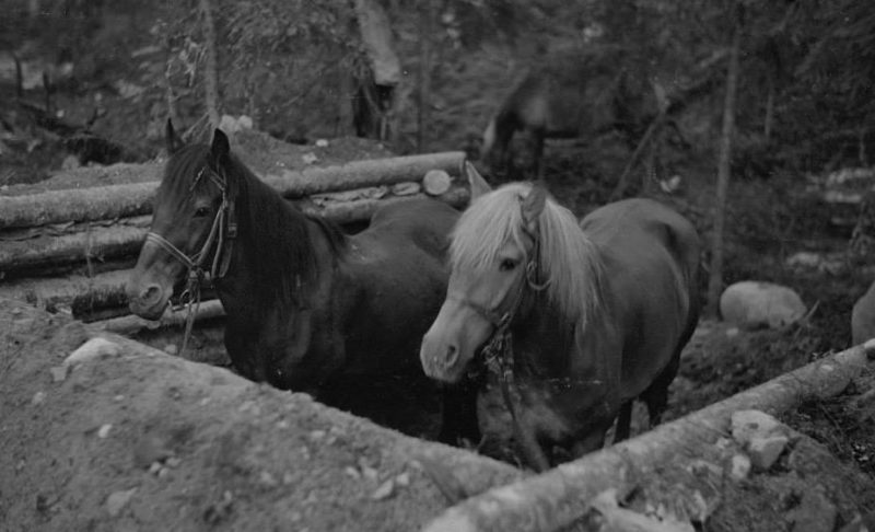 Укрытие для лошадей. 1940 г.