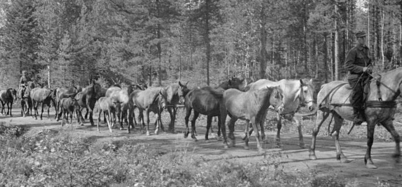 Перегон лошадей. 1944 г.