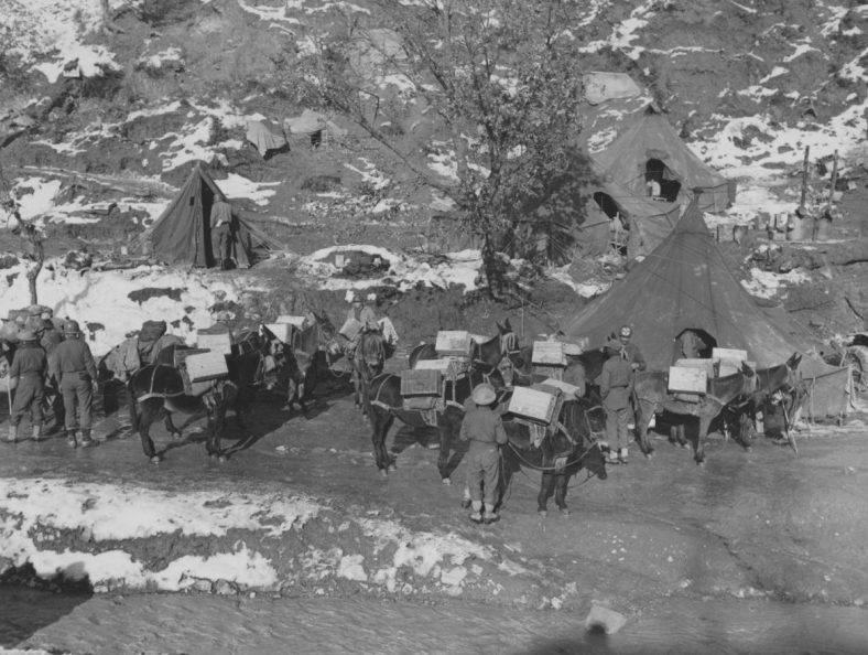 Колонна навьюченных лошадей Союзников у палаточного лагеря в Италии. 1945 г. 