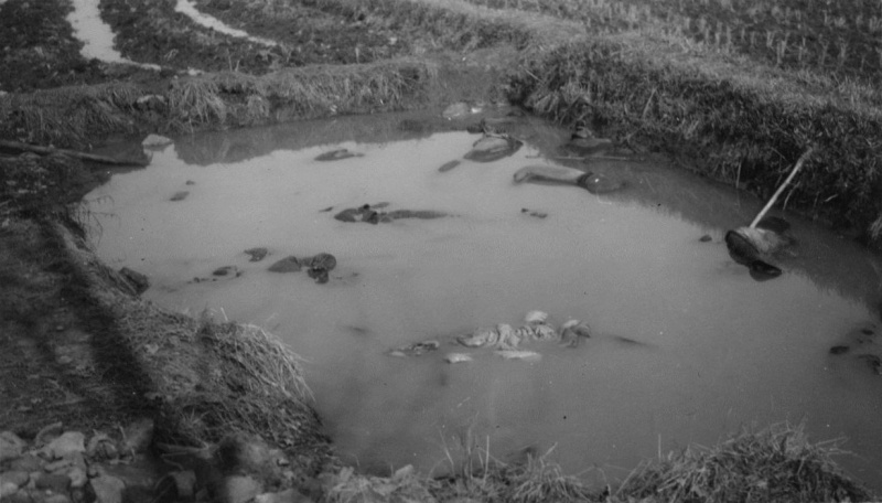 Казненные японскими солдатами китайские мирные жители в пруду в окрестностях Нанкина. 1937 г. 