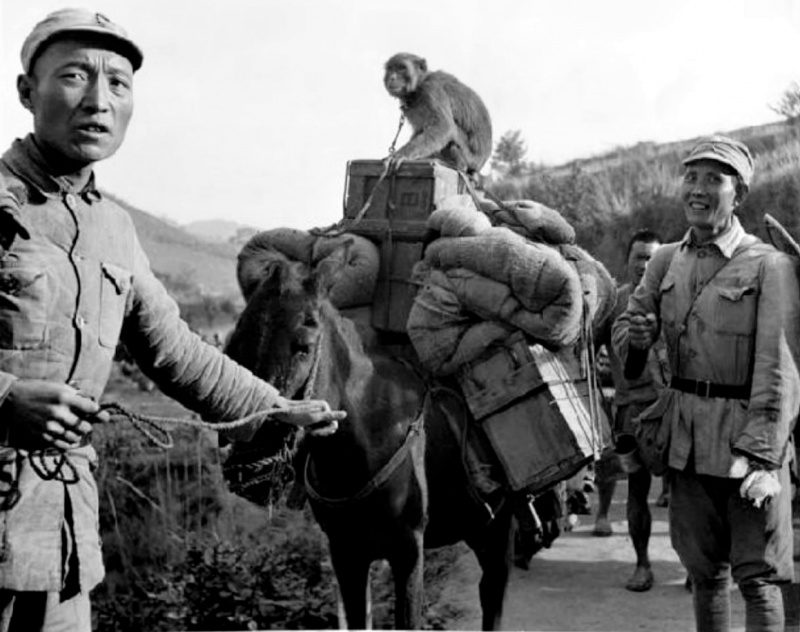 Солдаты вьючного обоза китайской армии на марше в район реки Салуин. Июль 1944 г. 