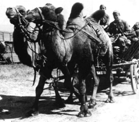Трофейные верблюды в германской армии. Сентябрь 1942 г.