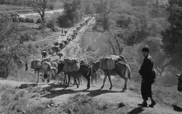 Караван вьючных мулов со снабжением для войск союзников, ведущих бои против японской армии в Бирме, у китайско-бирманской границы. 1944 г. 