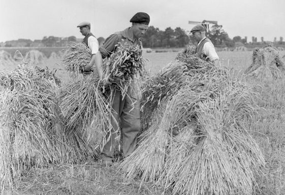 Канадские солдаты собирают урожай пшеницы с голландскими фермерами. Август 1945 г. 
