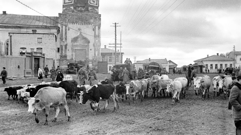 Жители Можайска угоняют скот из зоны предстоящих боев. Октябрь 1941 г. 
