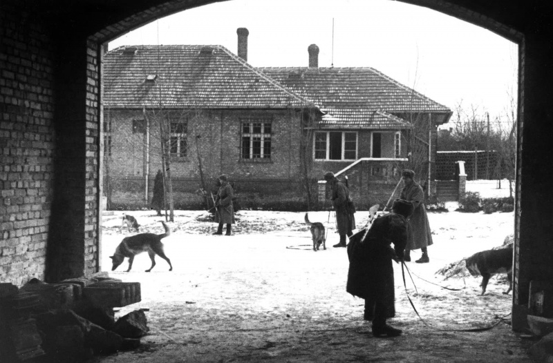 Советские саперы с собаками минно-розыскной службы на улицах в Будапеште. Март 1945 г.