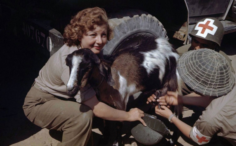 Санитары Французского экспедиционного корпуса доят козу. Италия, 1944 г. 