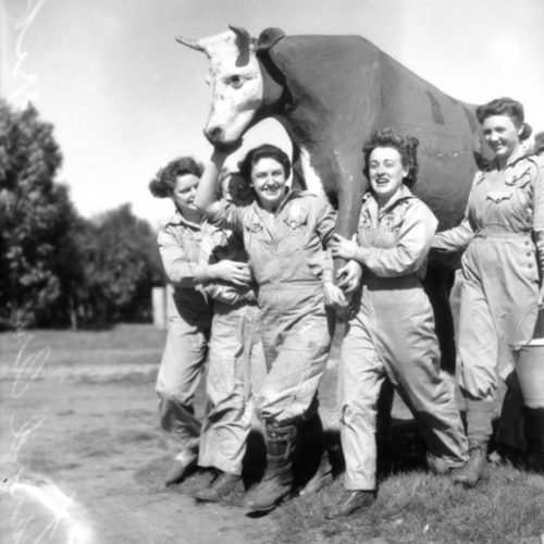 Доставка макета коровы к месту обучения. 1944.