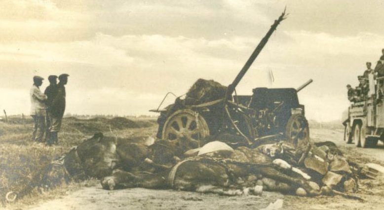 Погибшие конные упряжки советских артиллерийских орудий. Сентябрь 1941 г.