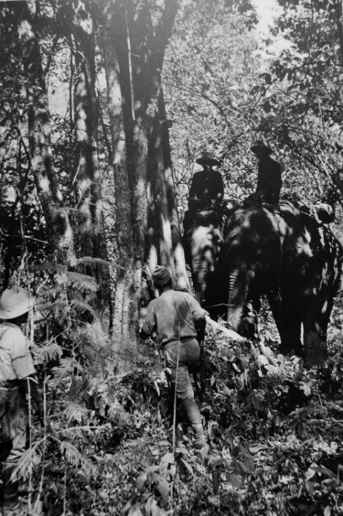 Слоны в японской армии. Бирма 1942 г.
