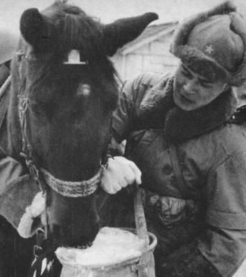 Кормление лошади, зима. Хоккайдо 1944 г.