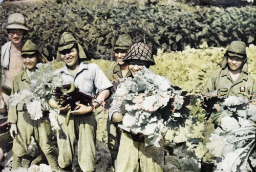 Японские солдаты собирают урожай. Сингапур 1942 г.
