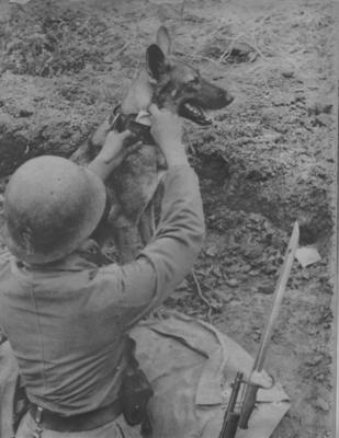 Японские армейские собаки в Китае. 1939 г. 