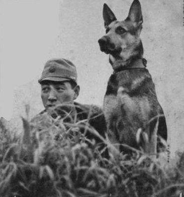 Японские армейские собаки в Китае. 1939 г. 