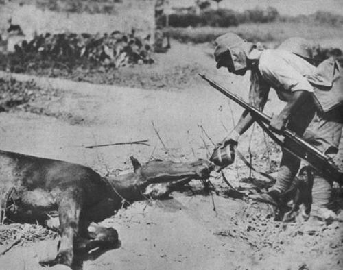 Японский солдат поит с фляги раненную умирающую лошадь. Филиппины, 1942 г.