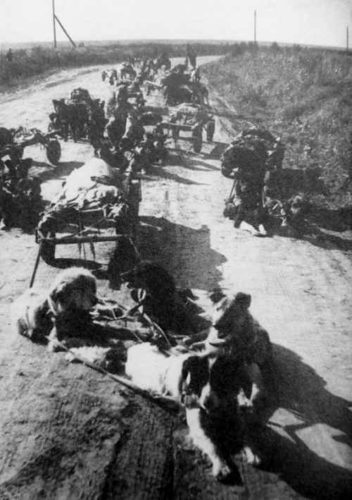 Собачьи упряжки санитарного подразделения Красной Армии на дороге на Брянском направлении.