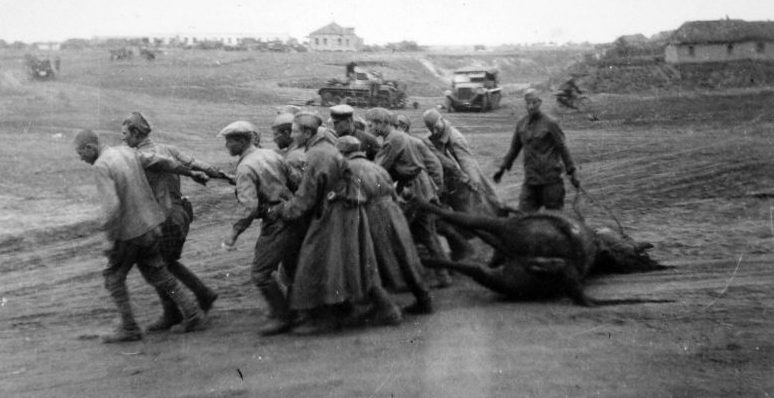 Советские военнопленные перетаскивают мертвую лошадь под Воронежем. Август 1942 г.