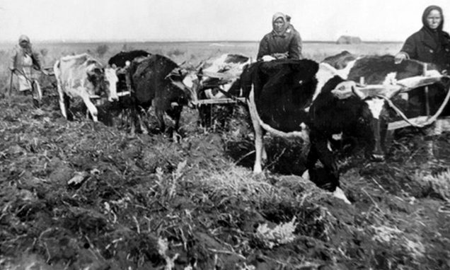 Пахота на коровах. 1943 г. 