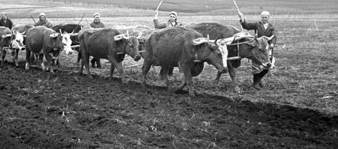 Пахота на коровах. 1943 г. 