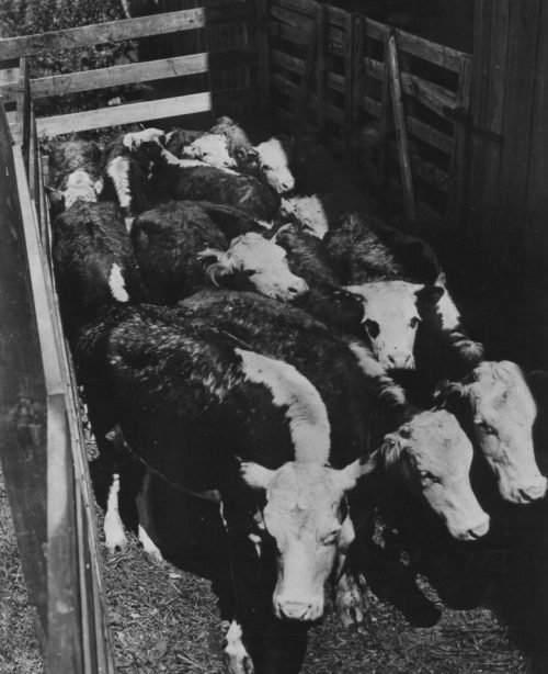 Рогатый скот, подвергшийся воздействию радиоактивной пыли во время взрыва атомной бомбы. Сентябрь 1945 г.